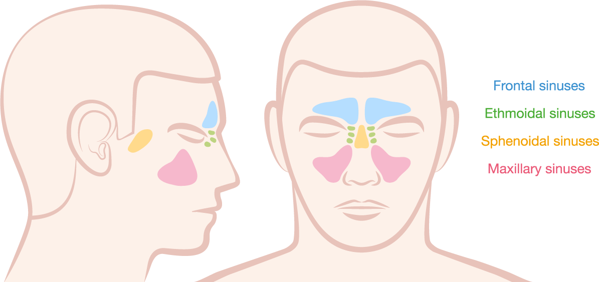 Maxillary sinus disease: diagnosis and treatment